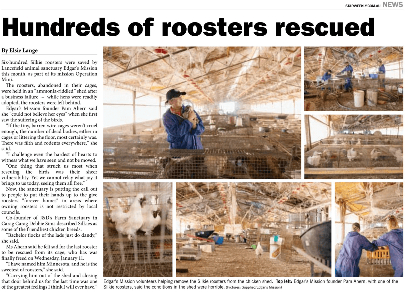 Star Weekly — Rooster rescue · January 2023. Open to read the original clipping.