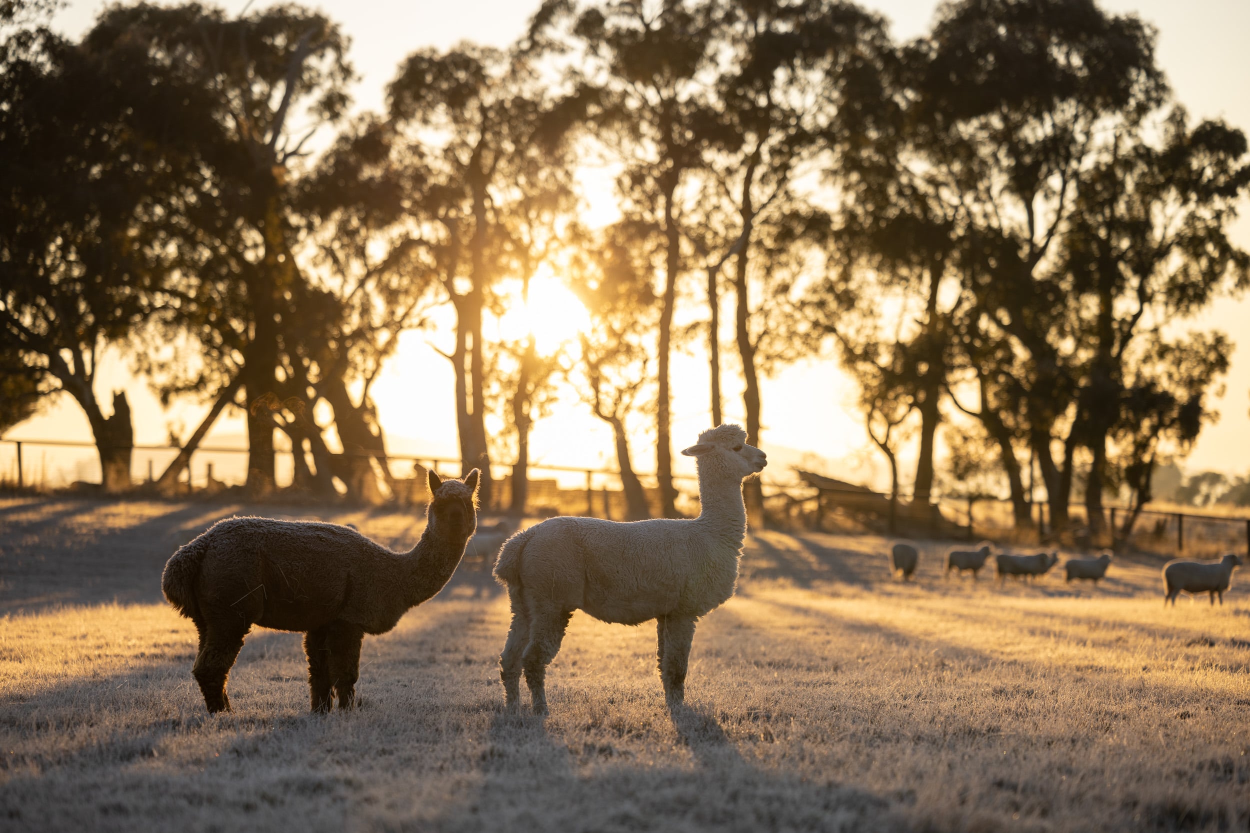 Two alpacas stand beneath tall trees as sunlight falls across the paddock.