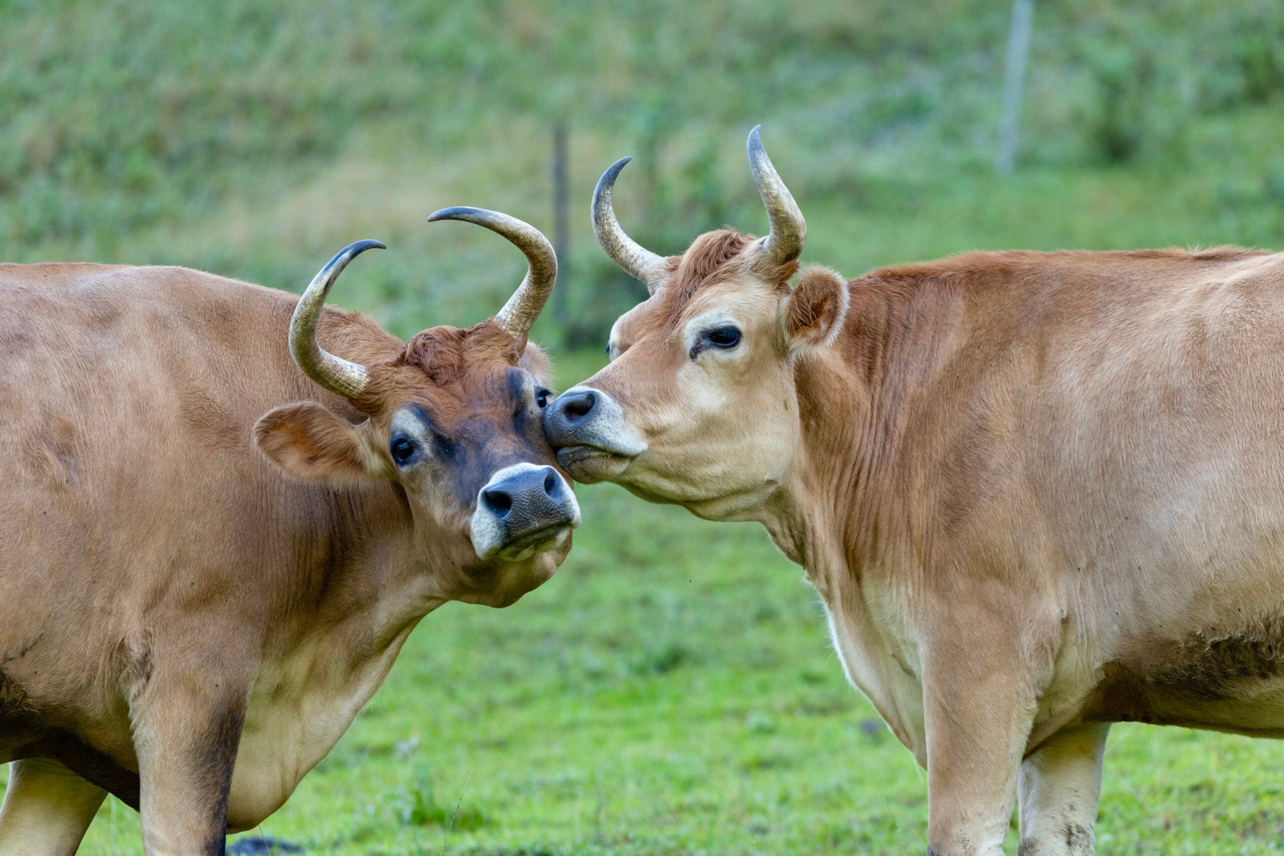 Two brown cows gently touch faces in a grassy paddock.